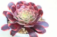 多肉植物アエオニウム フェニックスフレイム錦 カット苗 - メルカリ