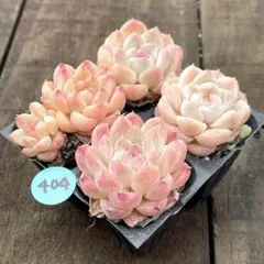 がじゅ様 リクエスト 4点 まとめ商品