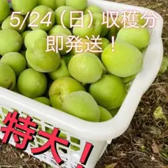 完熟ありが梅 梅干が簡単！約5kg（1.7kgx3袋） 無添加 1年でもカビない