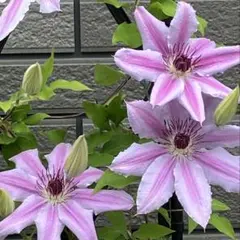 さくら様 リクエスト 3点 まとめ商品