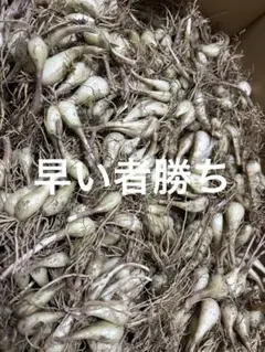 ノビル 野蒜 のびる 山菜 旬の野菜 1kg - メルカリ