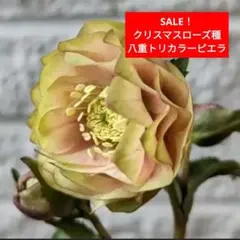 クリスマスローズ種　３粒 園芸ネット本店｜クリスマスローズ（原種系）：早咲きニゲル3号ポット