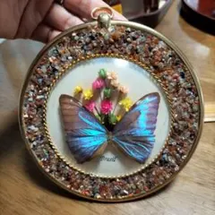 2026年最新】蝶 標本 ブラジルの人気アイテム - メルカリ