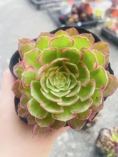 あつこ様 リクエスト 2点 まとめ商品