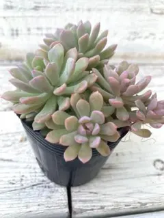 ひよたろ様 リクエスト 2点 まとめ商品