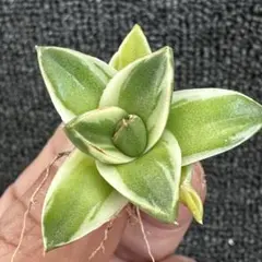 2026年最新】ピンキー アガベの人気アイテム - メルカリ