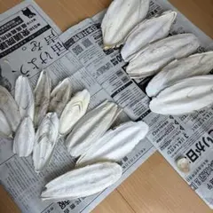 カトルボーン16個セット イカの骨のサムネイル
