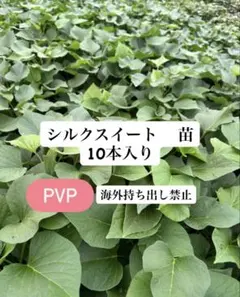 茨城県産 さつまいも シルクスイート 苗 10本 予備苗付き 農家直送