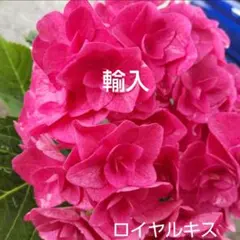 輸入あじさい苗 匿名 らくらくメルカリ便 １つのみ 52輸入あじさい苗 匿名ネコポス発送 - メルカリ