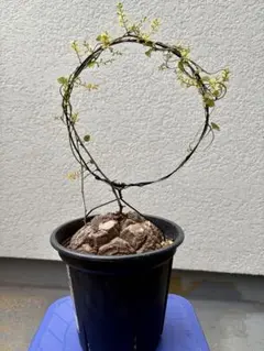 最終値下げ メキシコ亀甲竜現地球美株