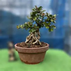 2026年最新】ハリツルマサキの人気アイテム - メルカリ