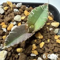 2026年最新】Cok アガベの人気アイテム - メルカリ