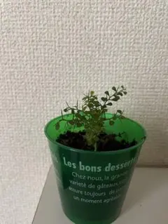 2025年最新】ビカクシダ 本の人気アイテム - メルカリ