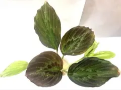 マウイ様 リクエスト 2点 まとめ商品