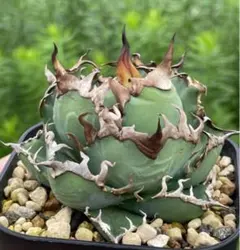 2025年最新】オアハカ オテロイ アガベの人気アイテム - メルカリ