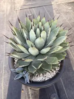 2026年最新】耐寒性アガベの人気アイテム - メルカリ