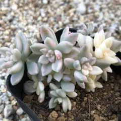 みゃすりん様 リクエスト 2点 まとめ商品