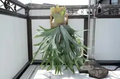 willinckii dwarf OMG 胞子培養 4 ビカクシダ コウモリラン - メルカリ