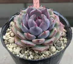 Tadashi Nomura様 リクエスト 3点 まとめ商品