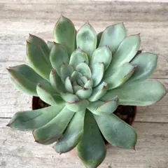 チョコ肉様 リクエスト 4点 まとめ商品