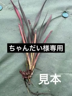 ちゃんだい様 リクエスト 2点 まとめ商品