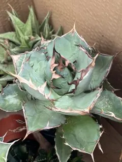 Agave parryi 'J.C.'s Shadow' 66 - メルカリ