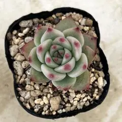 2026年最新】桃太郎 多肉植物の人気アイテム - メルカリ