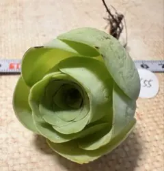 り*ん様 n655グリーノビア　札落ち品　アエオニウム　多肉植物　撮影3月9日