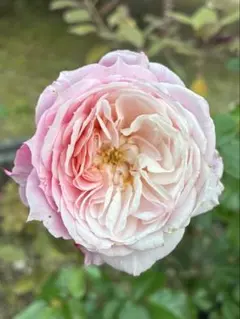 バラ苗　挿し木苗