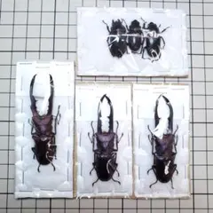 最終値下げ☆クワガタとサソリの標本☆ - メルカリ
