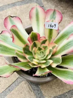 hiro25様 リクエスト 3点 まとめ商品