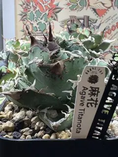 2026年最新】麻花 アガベの人気アイテム - メルカリ