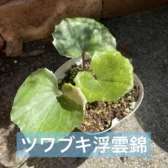 はなな様 リクエスト 2点 まとめ商品