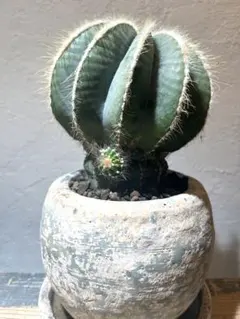 カ〜ジマン様 リクエスト 2点 まとめ商品