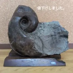 化石標本ジュラ紀アンモナイト化石台座付ディスプレイアンティーク