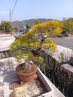 2026年最新】八房五葉松の人気アイテム - メルカリ