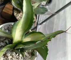 アガベ AGAVE オバティフォリア 中斑 パリー トランカータ 縞斑 - メルカリ