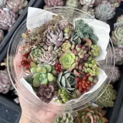 最終値下げ❤️多肉植物❤️多肉弁当 寄せ植えに♪セダム エケベリア 即購入可