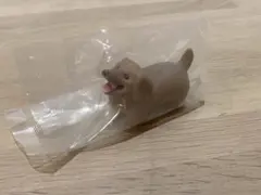 いい感じの棒をゲットした犬　ダックスフンド