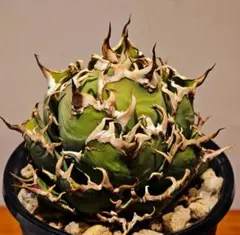 チタノタ「スーパーシーザー錦」極美株 鉢ごと発送 チタノタ「スーパーシーザー錦」極美株 鉢ごと発送 - メルカリ