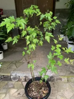 ✯NN✯様 リクエスト 2点 まとめ商品