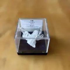 アンモナイト化石標本 約3cm 透明ケース入り - メルカリ