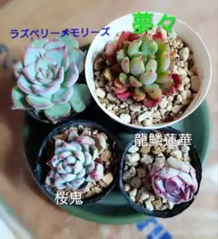 2026年最新】龍鱗蓮華の人気アイテム - メルカリ