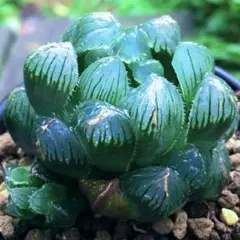 【激安】オブツーサ ブルーレンズ　ハオルチア　高級　良株美株　多肉　観葉植物のサムネイル