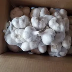 新物 令和8年度産 青森県産 福地ホワイト六片 にんにく M玉 5kg