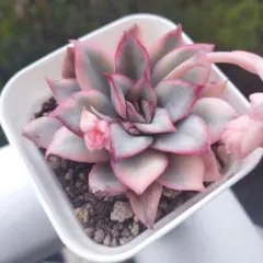 2026年最新】多肉植物 錦の人気アイテム - メルカリ