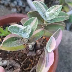 つるもも様 リクエスト 2点 まとめ商品