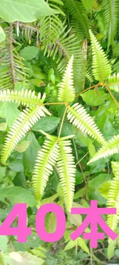 リョウメンシダ 観葉植物 シダ植物 シェードガーデン 花材 レイ