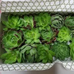 多肉植物 センペルビウム　数種詰め合わせ