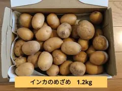掘り立て発送‼️徳島産無農薬　新じゃがいも　いんかのめざめＭＬサイズ10キロ 掘り立て発送‼️徳島産無農薬 新じゃがいも いんかのめざめML3キロ